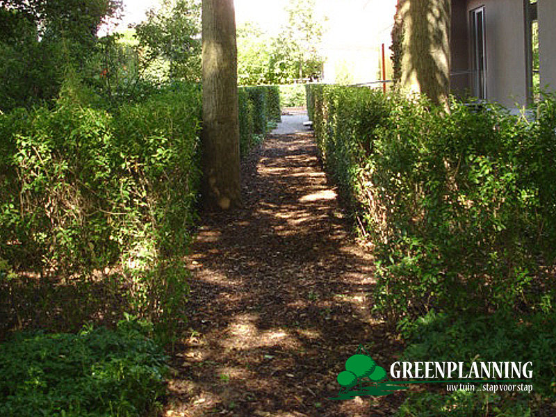 natuurlijke bostuin met inheemse planten