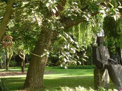 natuurlijke bostuin met inheemse planten