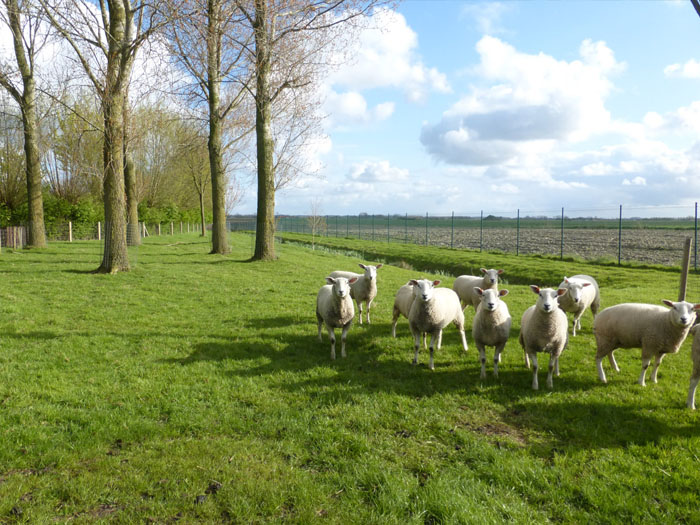 tuinarchitect realisatie landelijke tuin Gistel