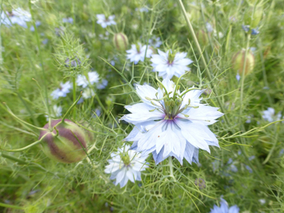 tuinarchitect landelijke tuin Gistel