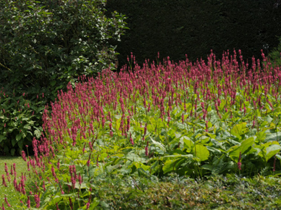 tuinarchitect landelijke tuin Oostende