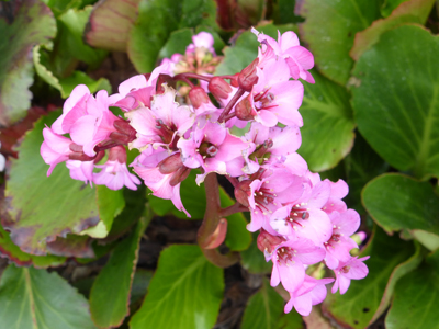 Ontwerp villa tuin Oostende