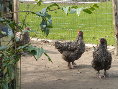 tuinaanleg villa tuin Brugge Provence