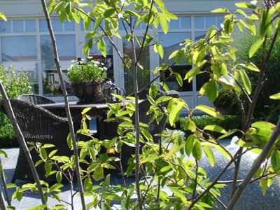 Tuinarchitect Brugge voor stadstuin