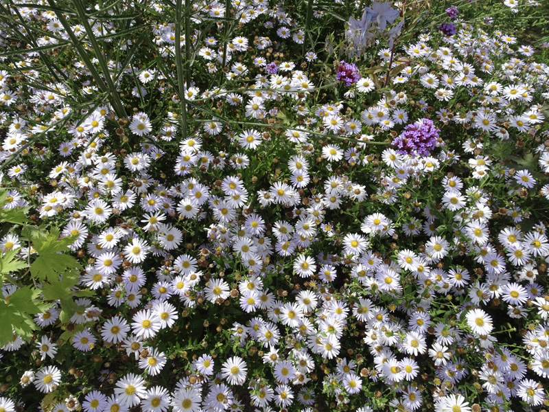 tuinarchitect residentiële tuin Jabbeke