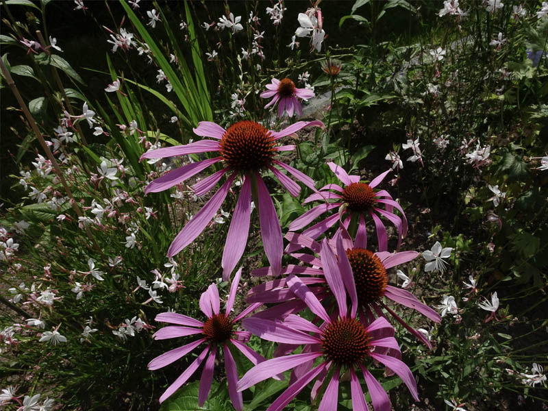 tuinarchitect residentiële tuin Jabbeke