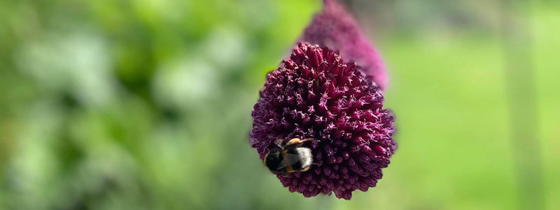 Ervaren tuinarchitect West-Vlaanderen